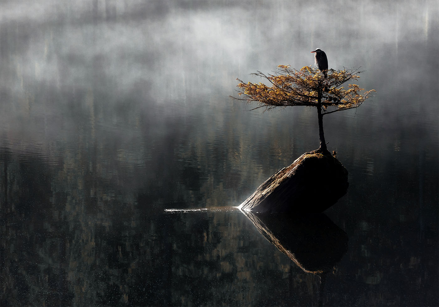 Serene Heron on Bonsai Tree Poster