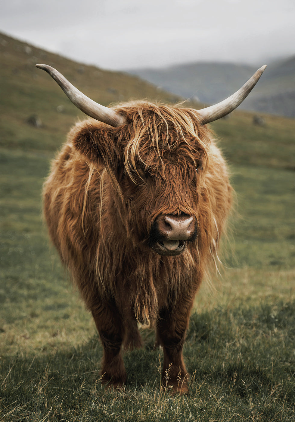 Highland Cow Near a Mountain Poster