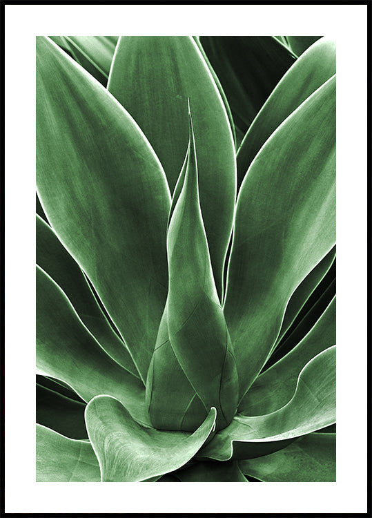 Green Agave Leaves Poster