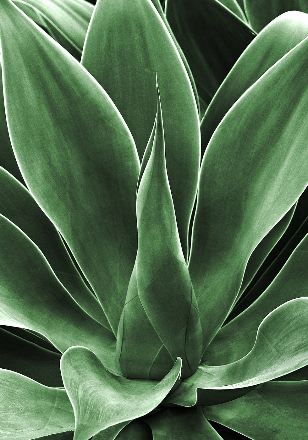 Green Agave Leaves Poster