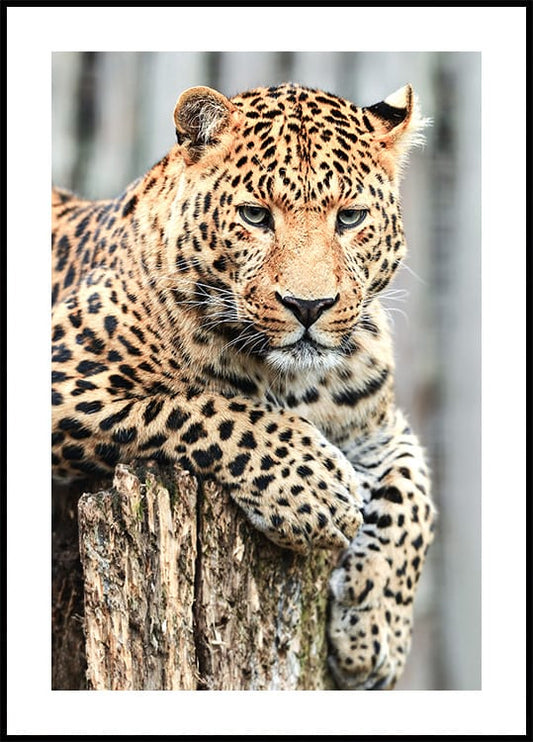 Leopard Resting on Tree Stump Poster