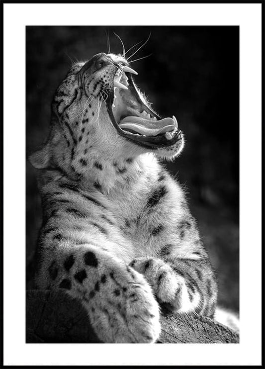 Roaring Leopard in Black & White Poster