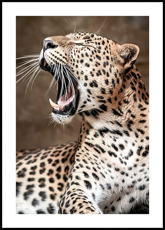 Roaring Leopard in Nature Poster