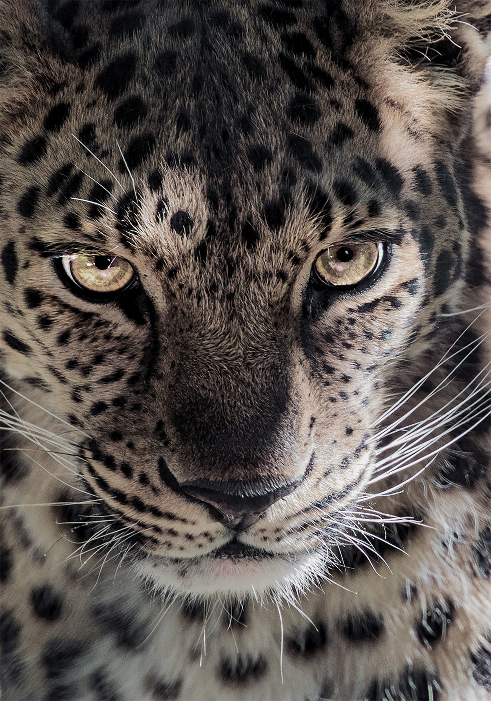 Leopard Poster