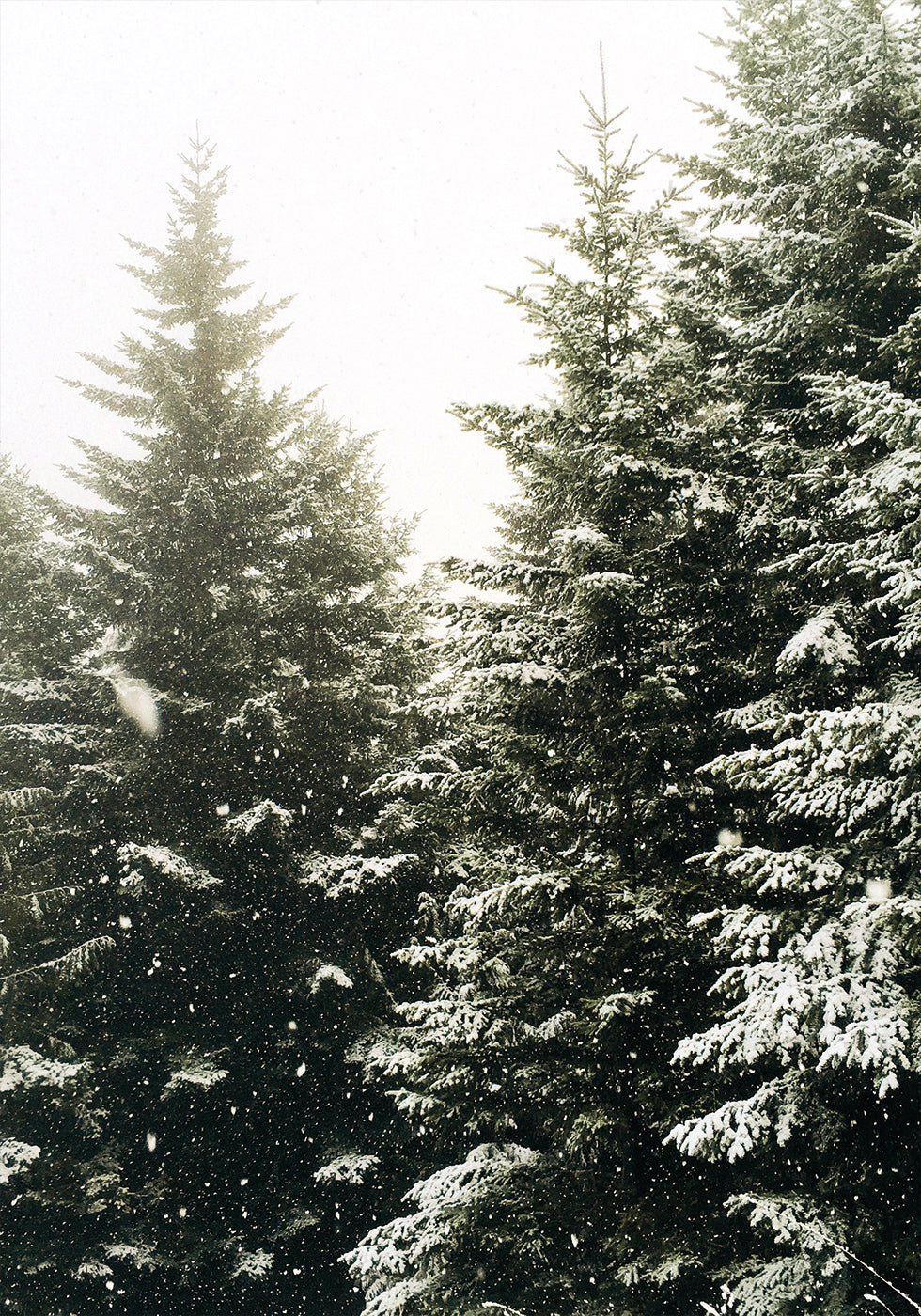 Snowy Evergreen Forest Poster