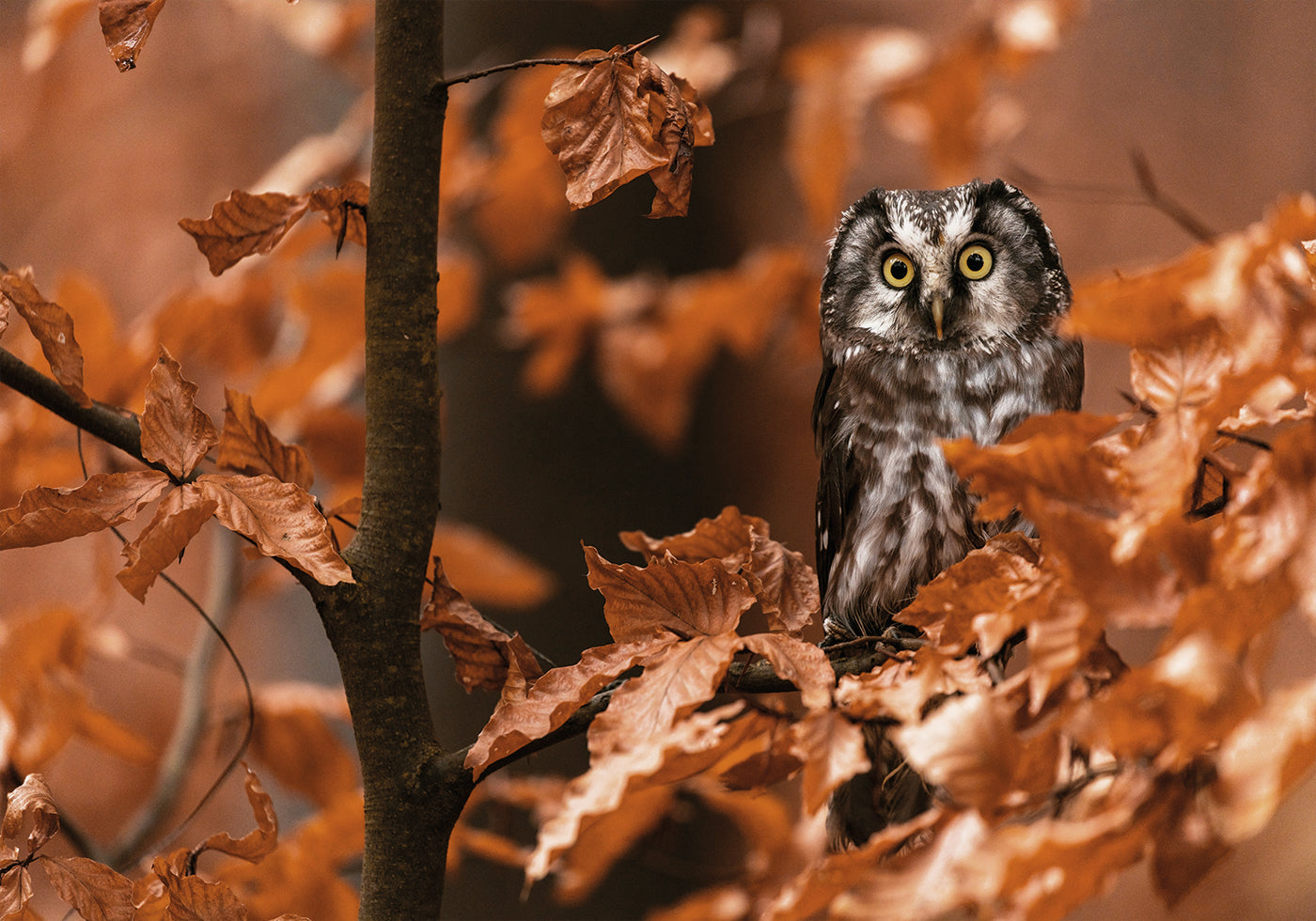 Little Owl in the Autumn Poster