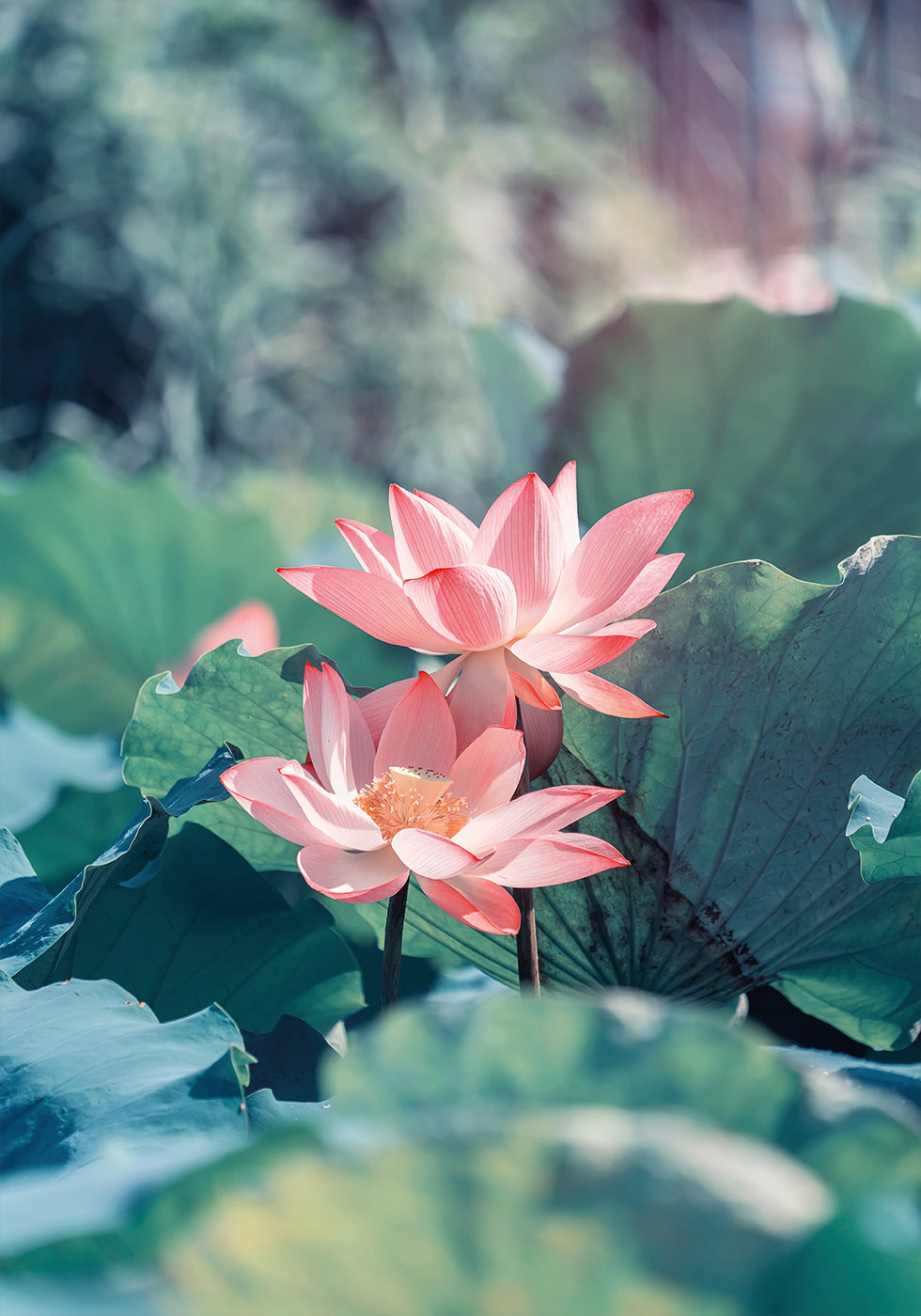 Blooming Lotus Flower Poster