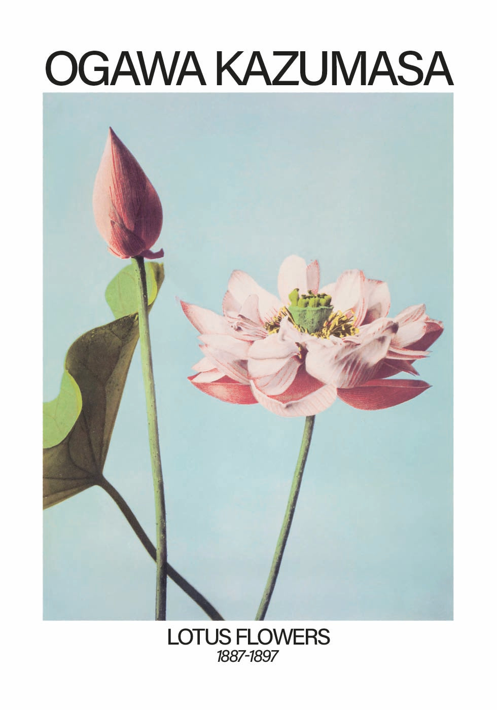 Lotus Flowers Print, Ogawa Kazumasa Poster