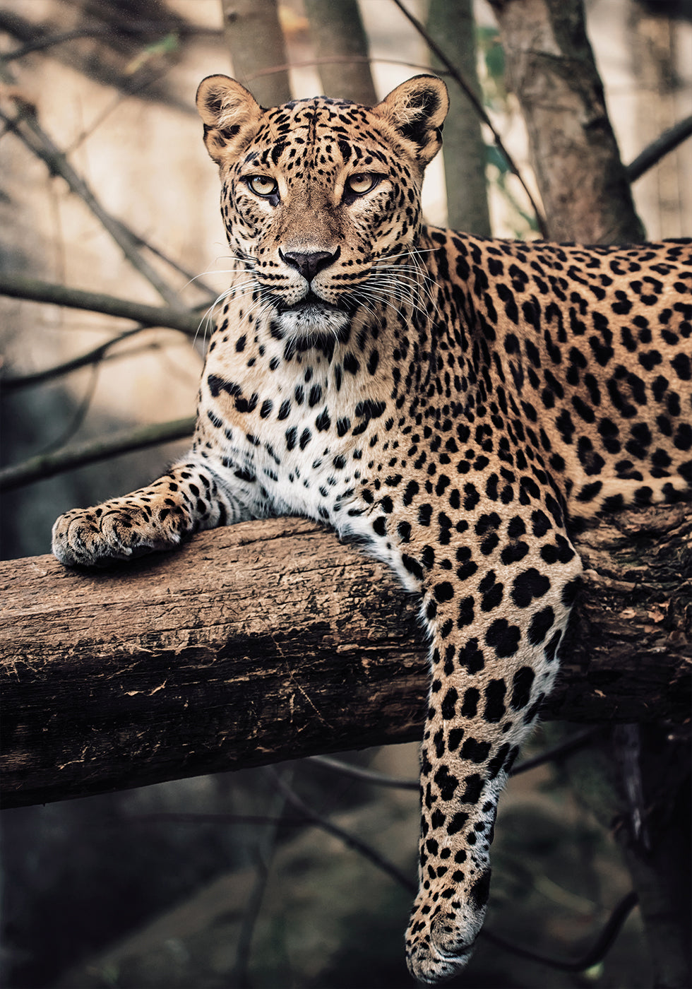 Majestic Leopard Resting on a Tree Poster
