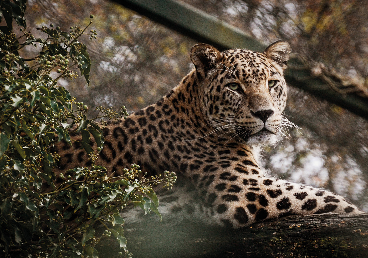 Majestic Leopard in the Wild Poster