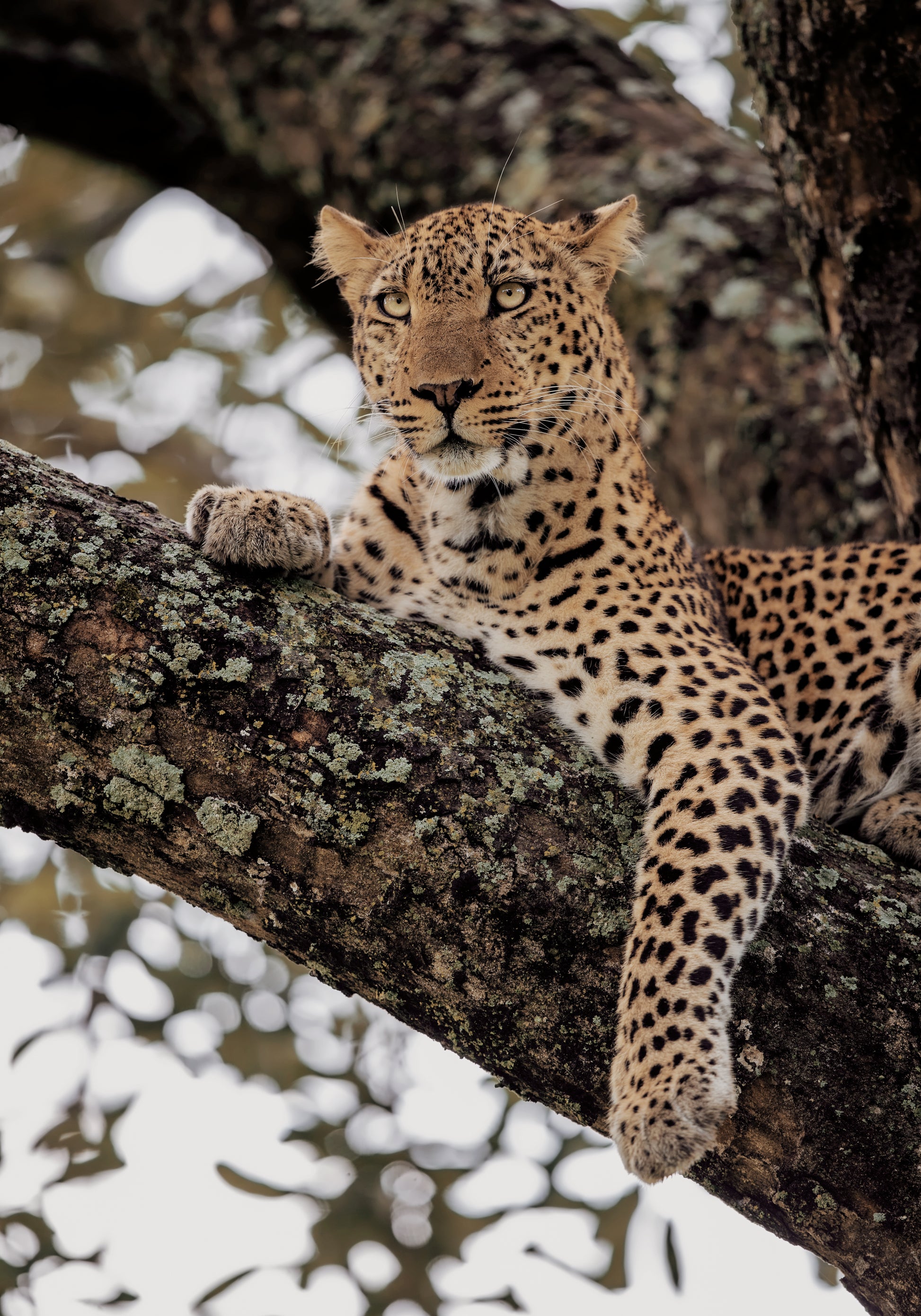 Majestic Leopard on a Tree Branch Poster