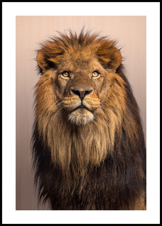 Majestic Lion Poster