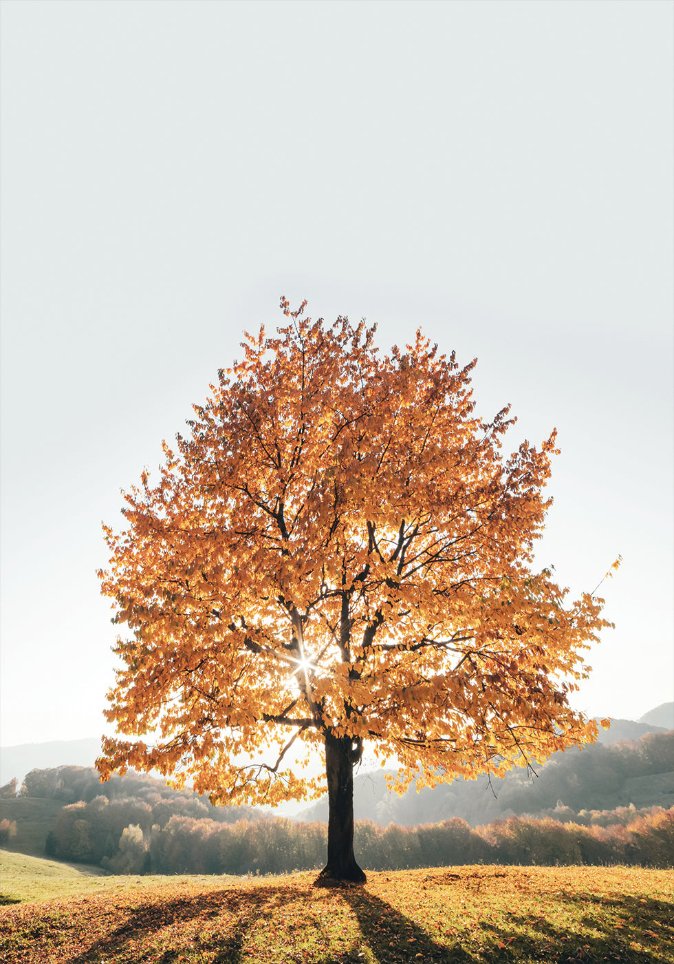 Majestic Autumn Tree Poster