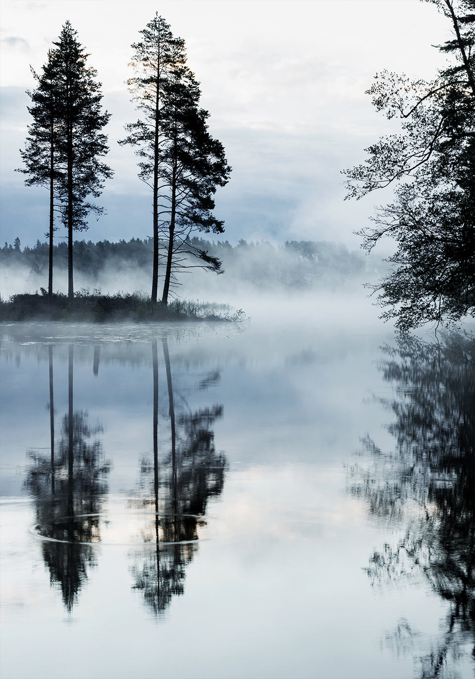 Misty Forest Morning Poster