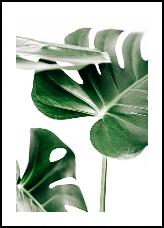 Monstera Leaves Poster