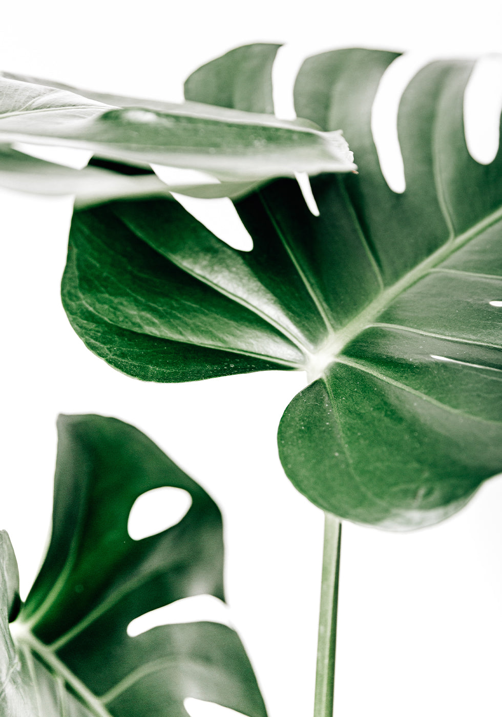 Monstera Leaves Poster