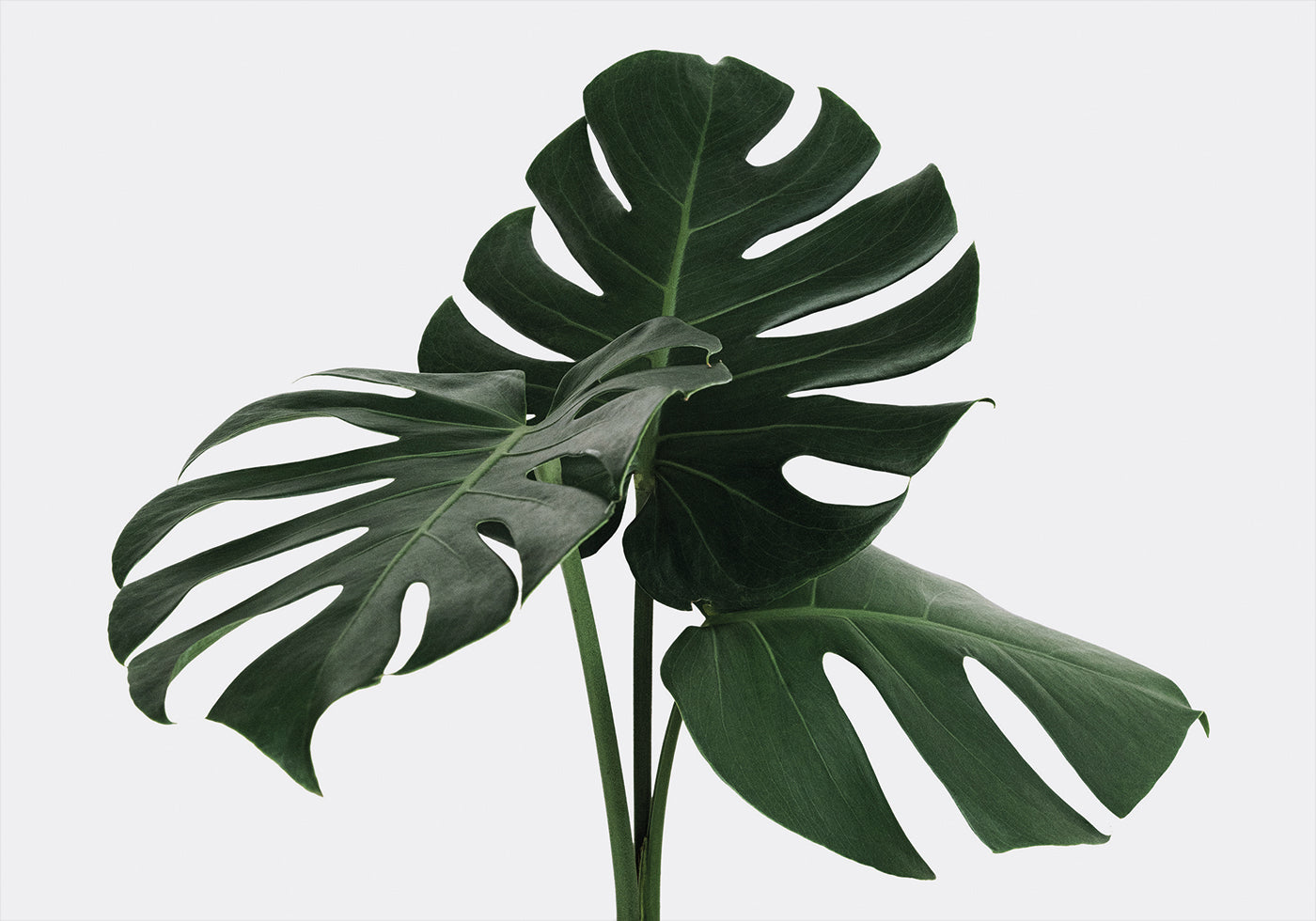 Monstera Plant №1 Poster