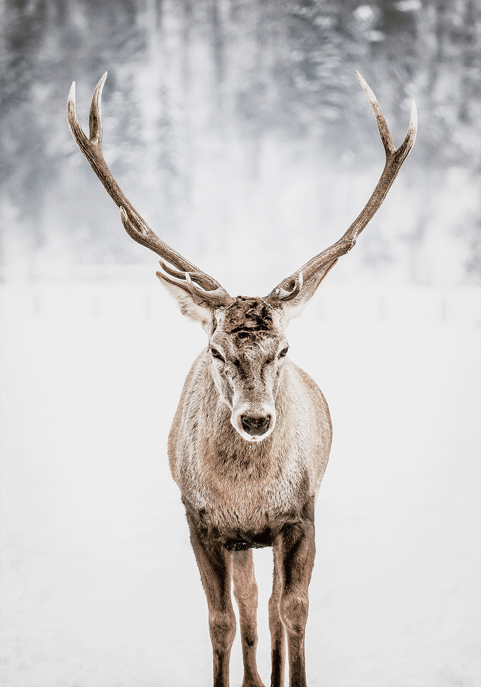 Noble Deer in the Snow Poster