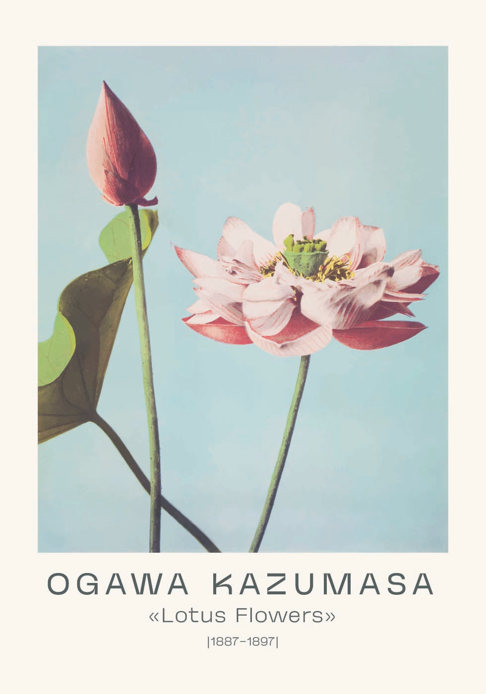 Lotus Flowers Vintage Botanical, Ogawa Kazumasa 1887–1897 Poster