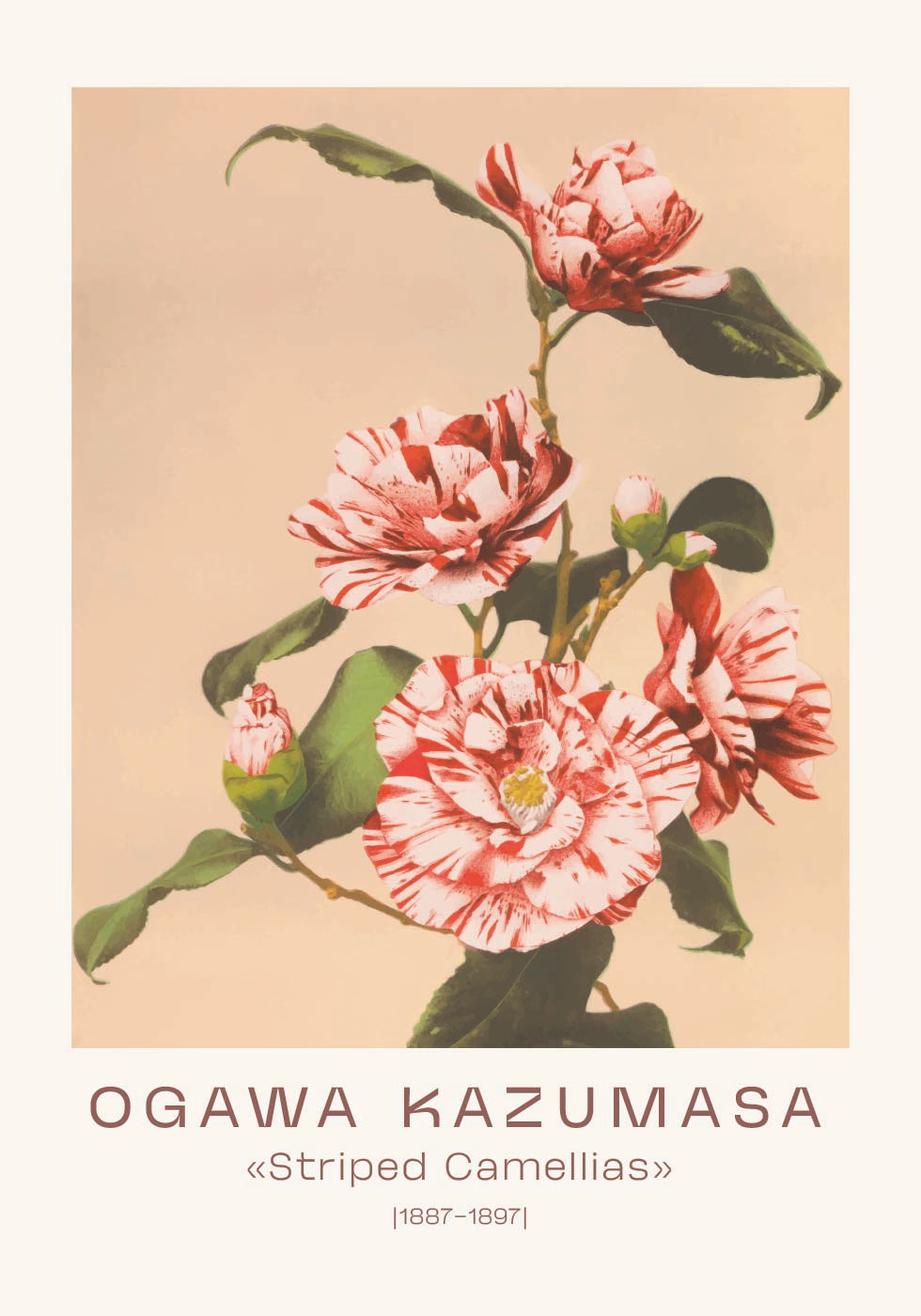 Ogawa Kazumasa, Striped Camellias Poster