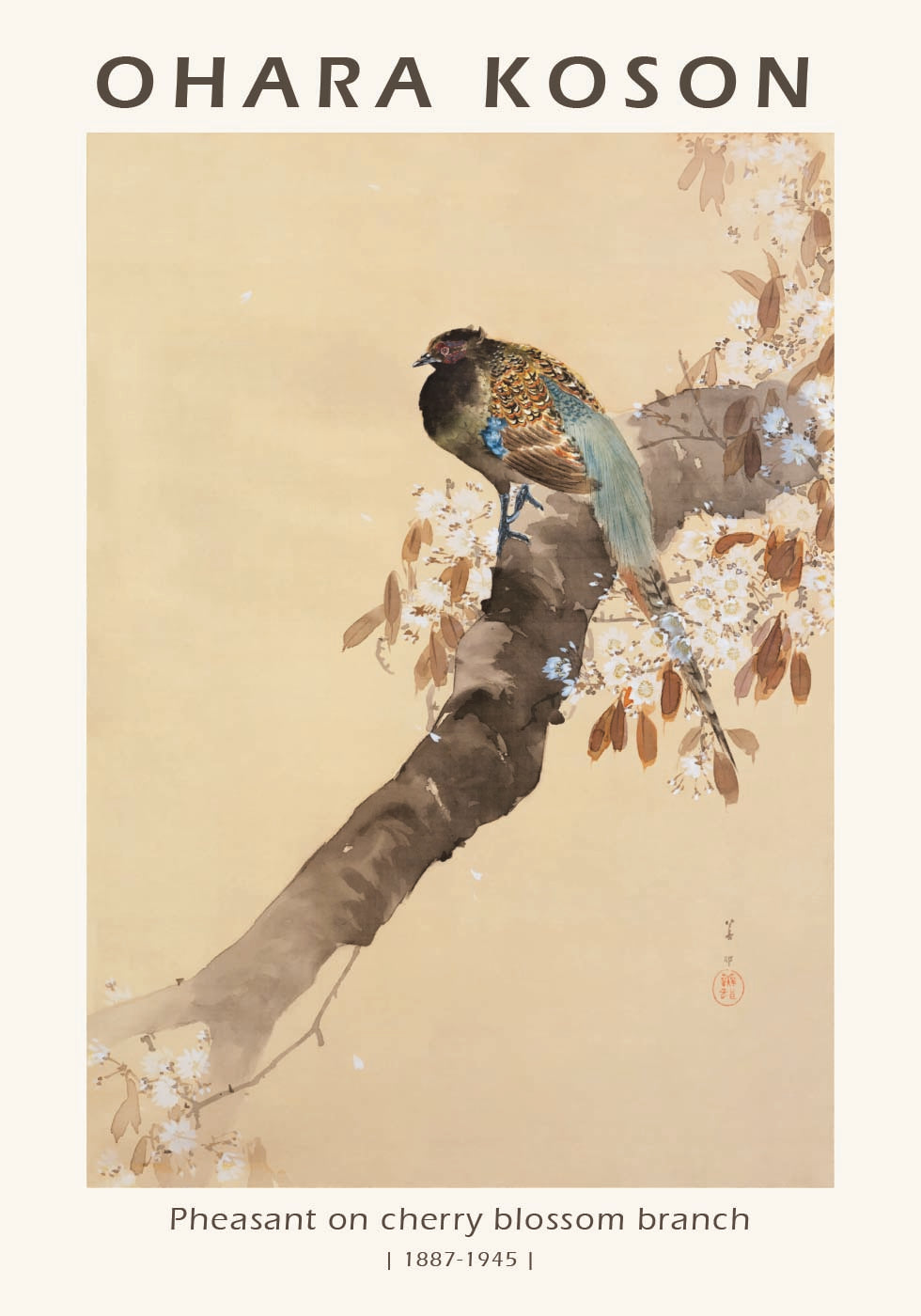 Pheasant on Cherry Blossom Branch, Japanese Woodblock By Ohara Koson Poster