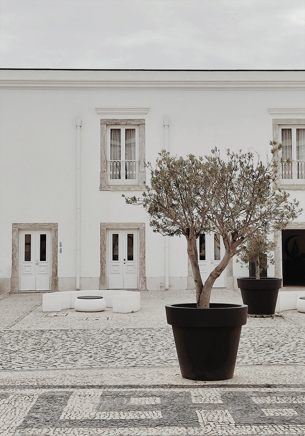 Olive Tree in City Courtyard Poster