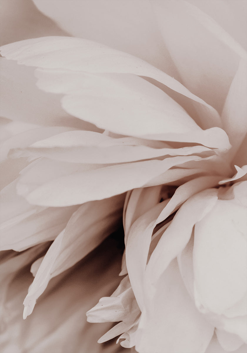 Peony