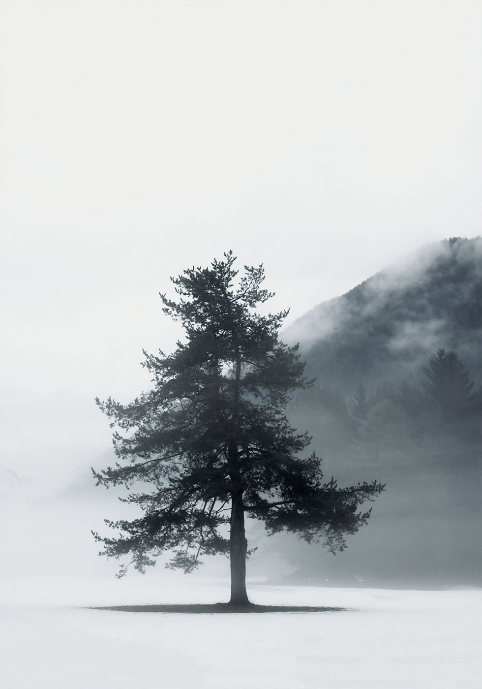 Lone Pine Tree in Foggy Field Poster