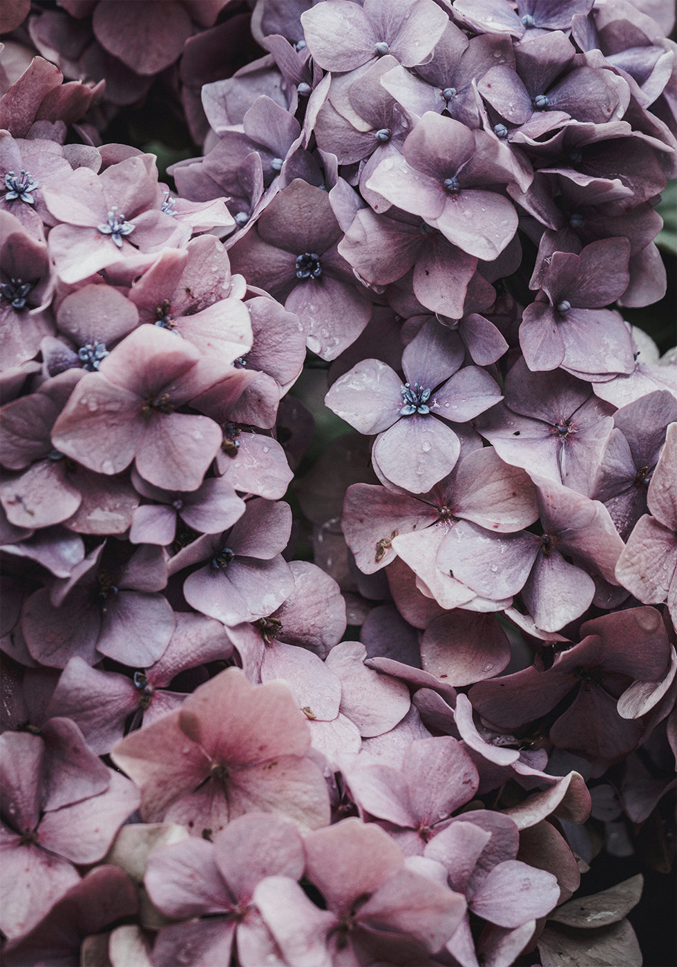 Pink Hydrangea Poster