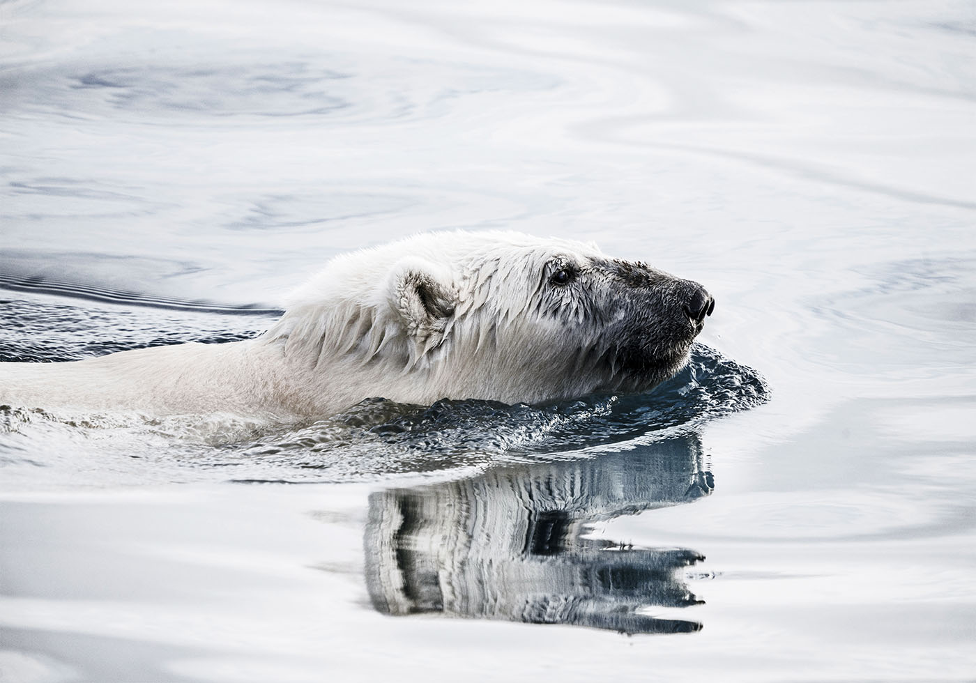 Swimming Polar Bear Poster