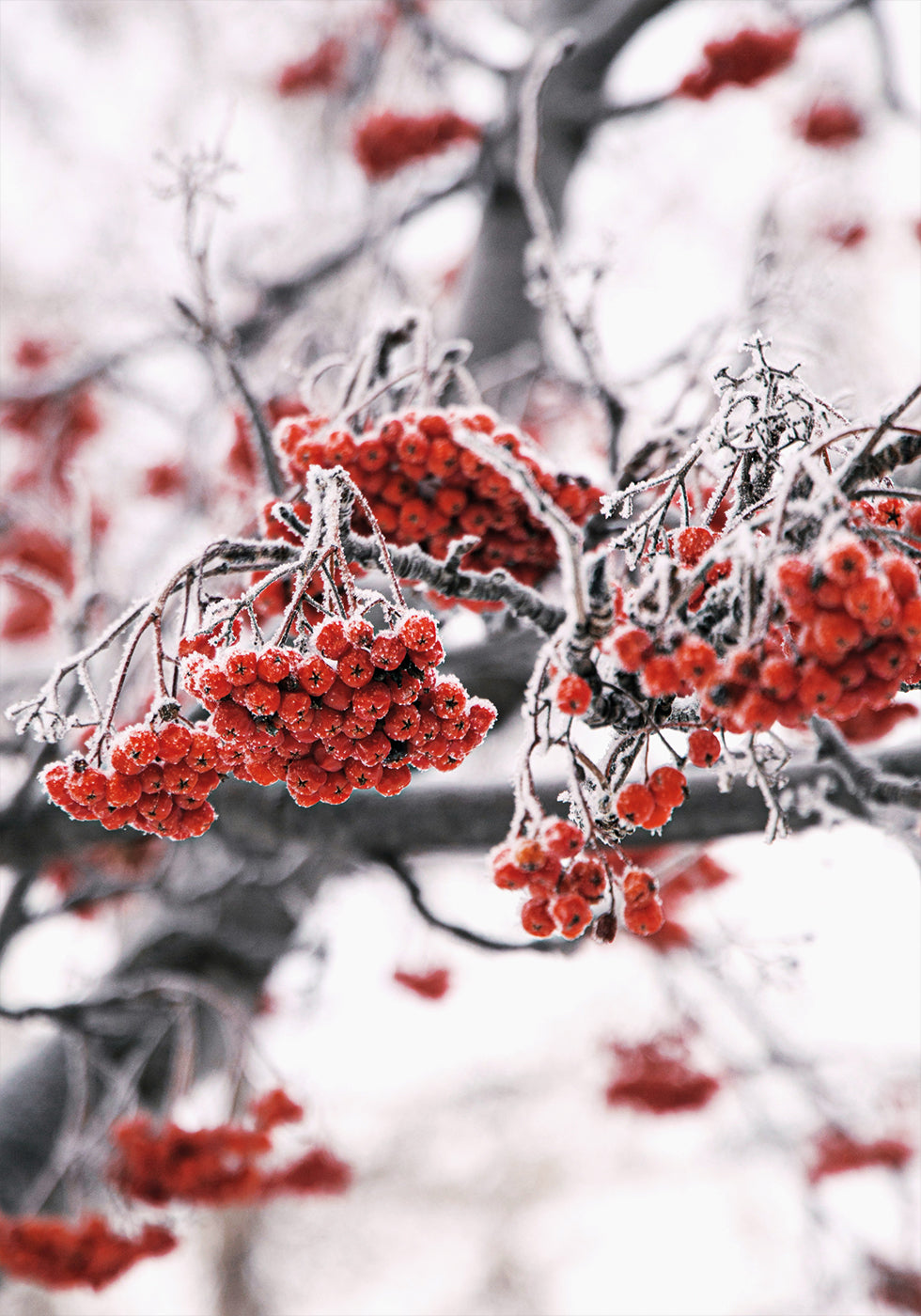 Frosted Red Berries on Winter Branches Poster