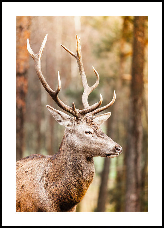 Majestic Red Deer Stag Poster