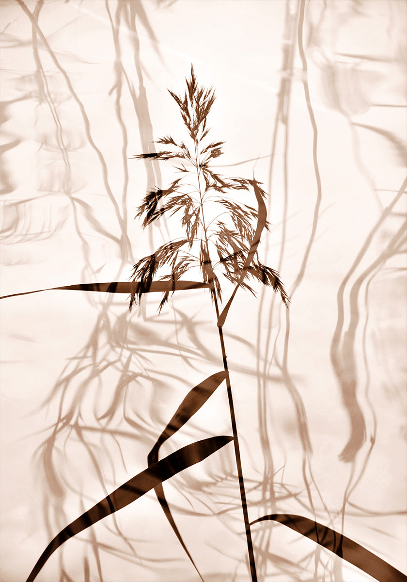 Reed reflection