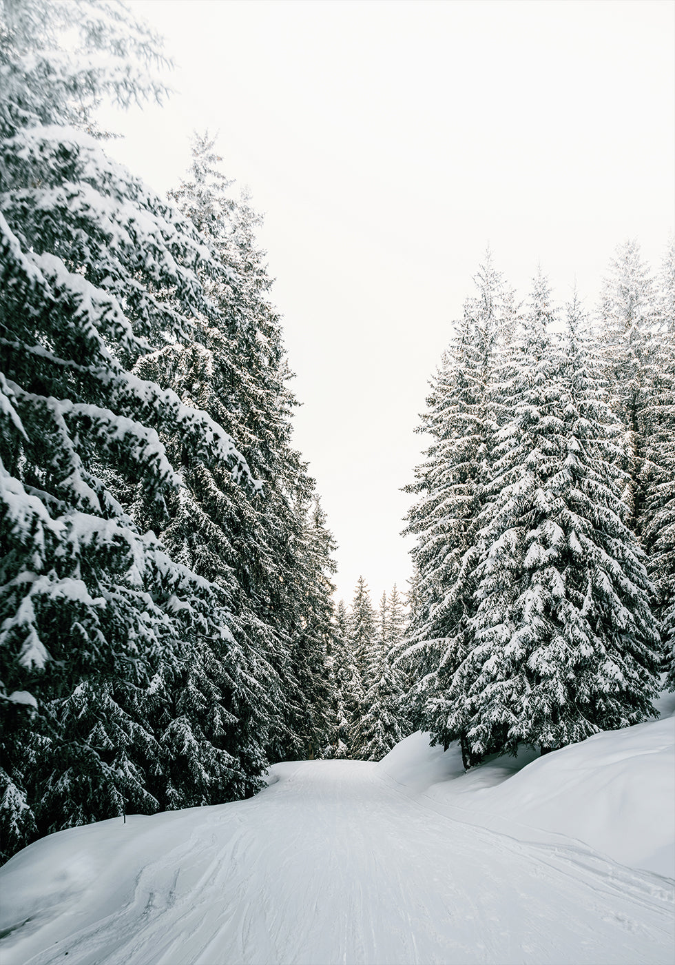 Snowy Road Through Evergreen Forest Poster