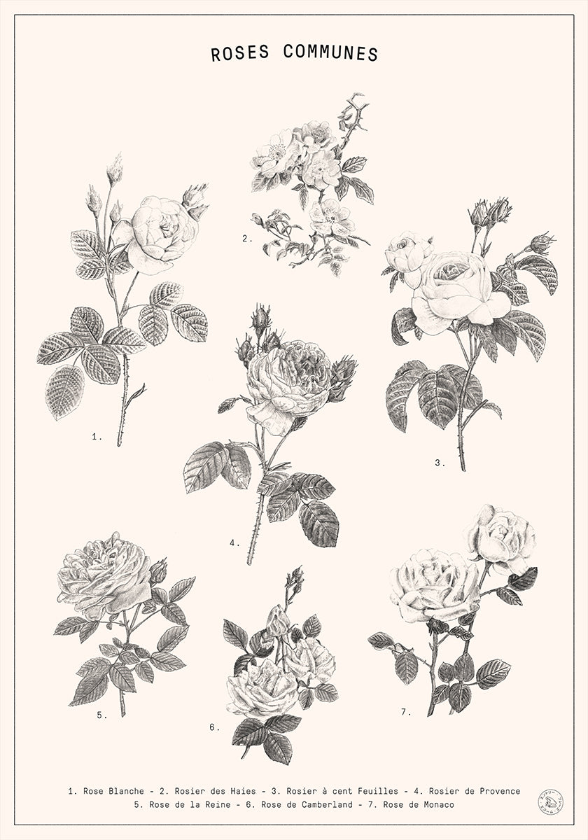 Roses