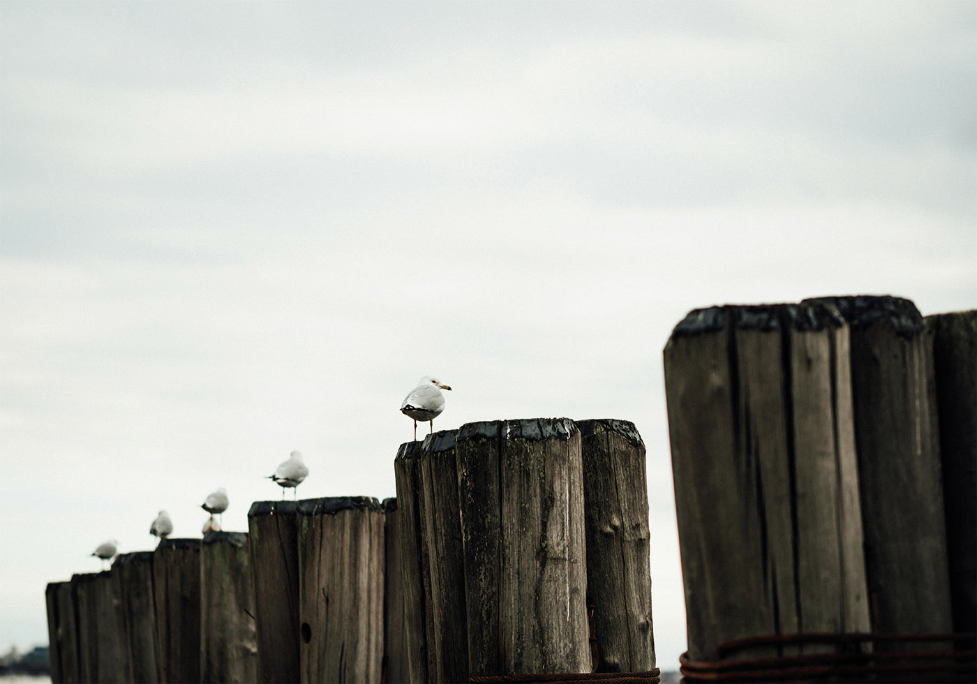 Seagulls on Wood Posts Poster