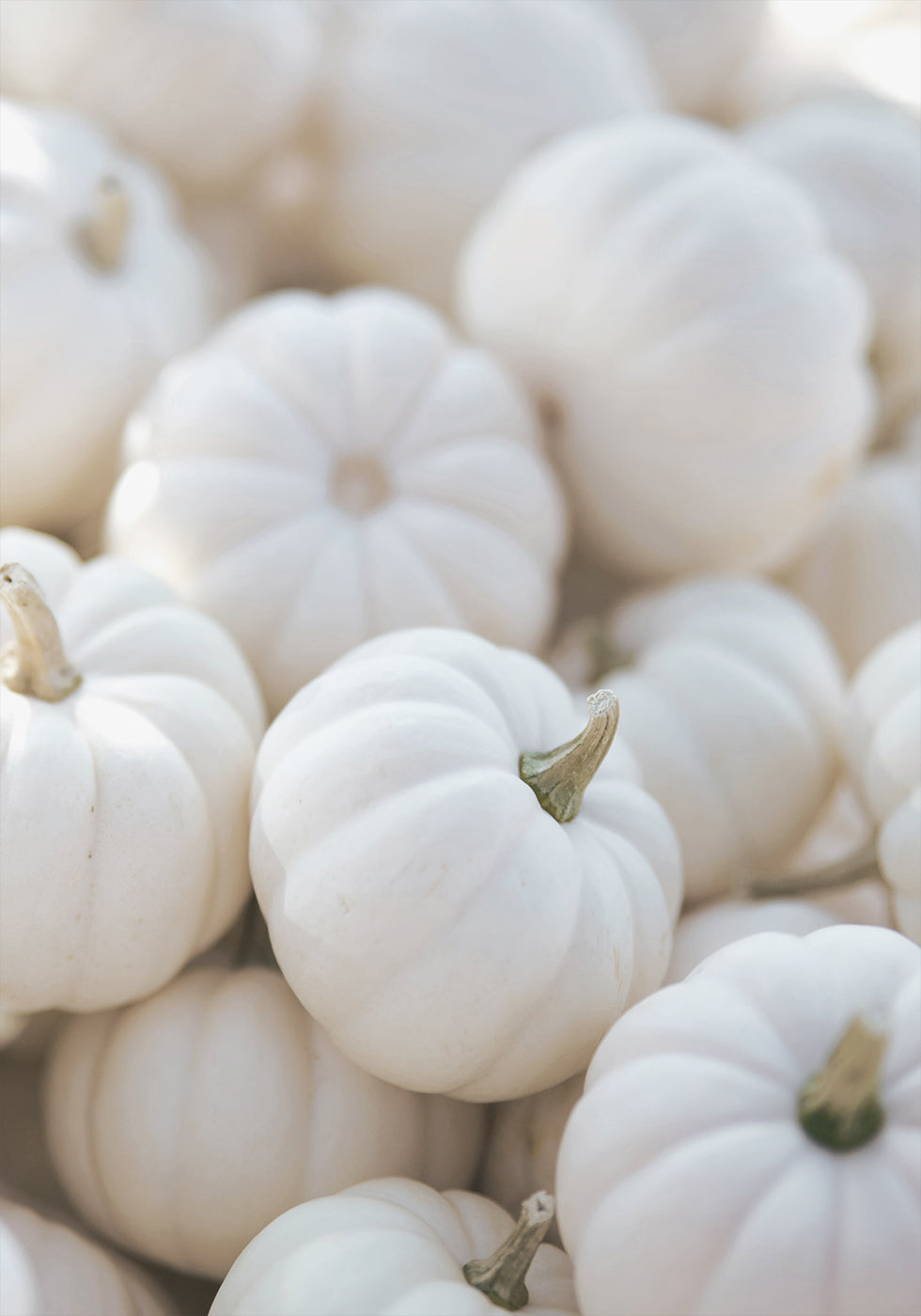 Small White Pumpkins Poster