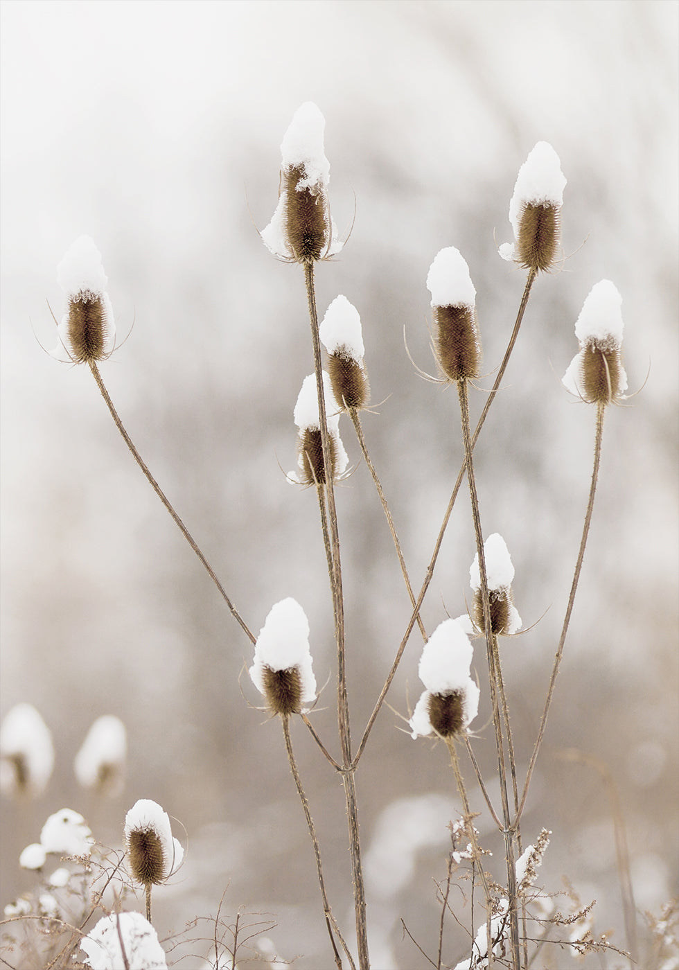 Snowy Dried Flowers Poster