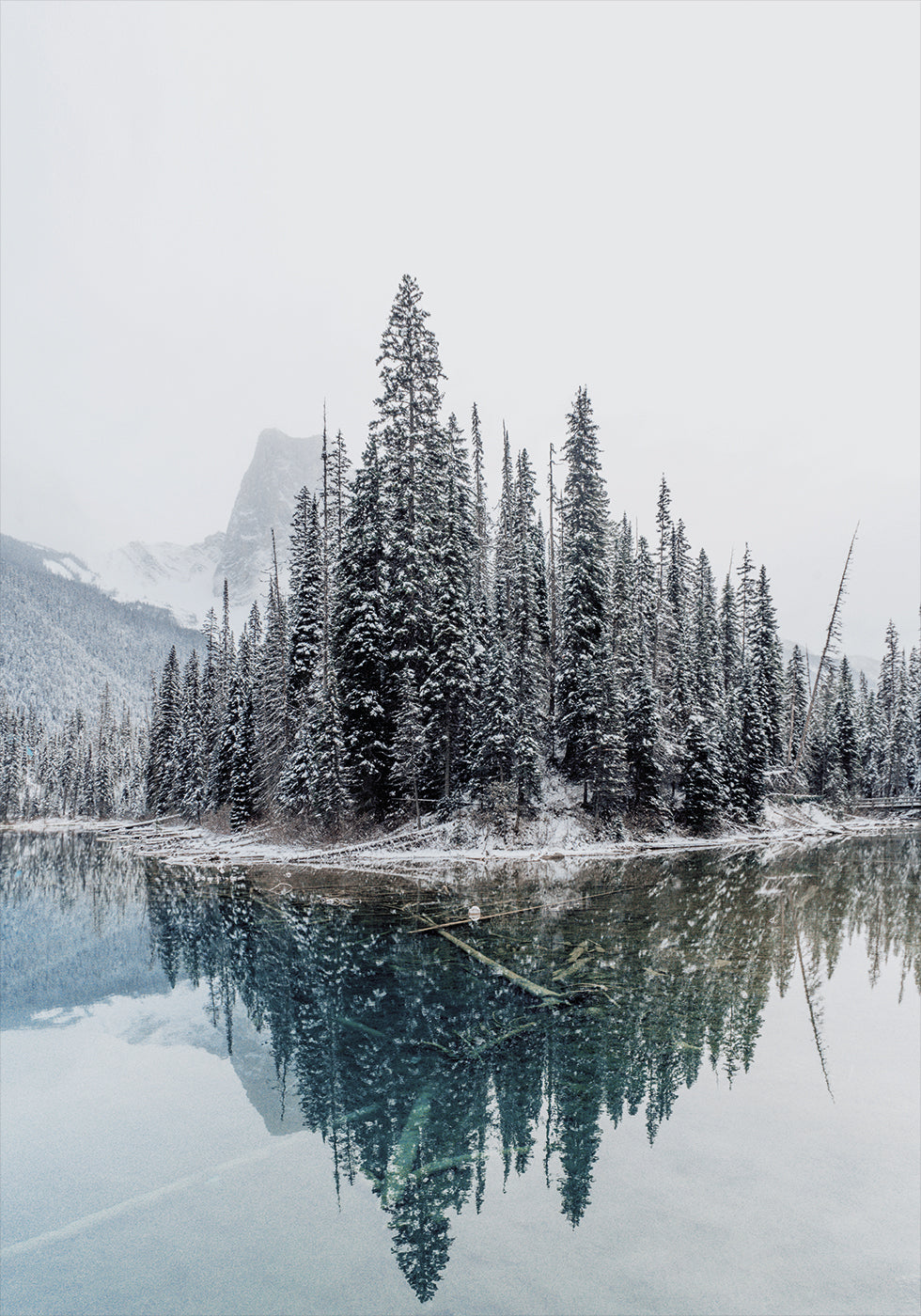 Snowy Trees Near Lake Poster