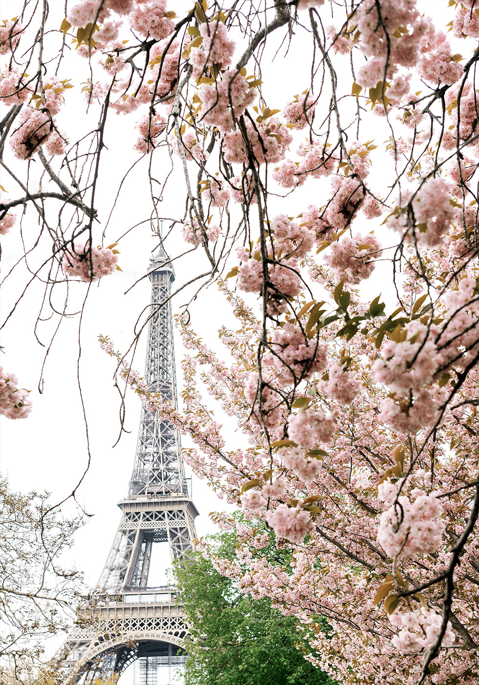 Spring Eiffel Tower With Bherry Blossoms Poster