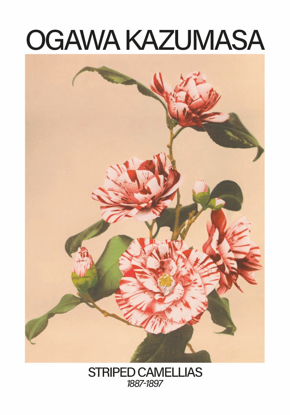 Striped Camellias Print, Ogawa Kazumasa Poster