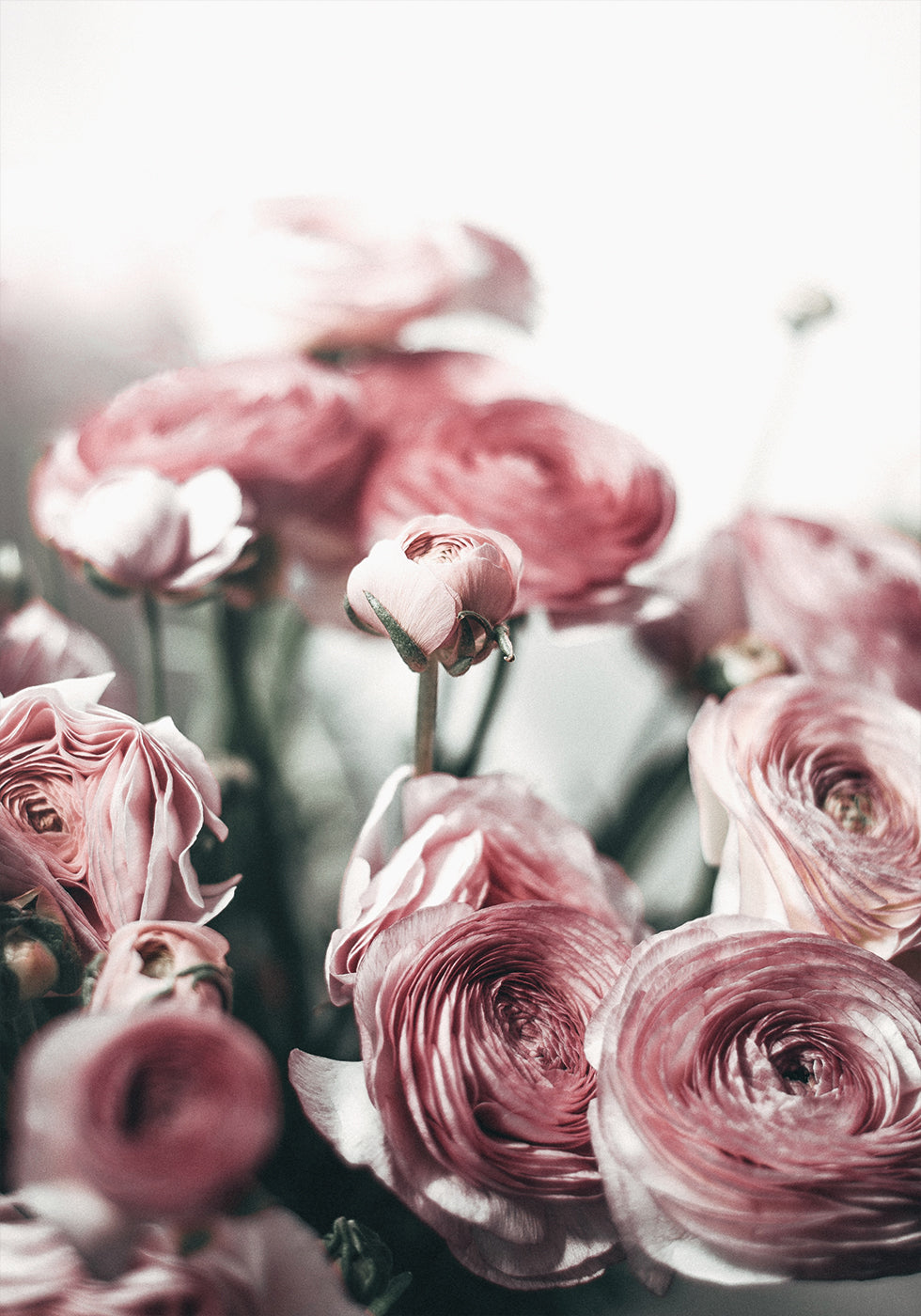 Soft Pink Ranunculus Poster