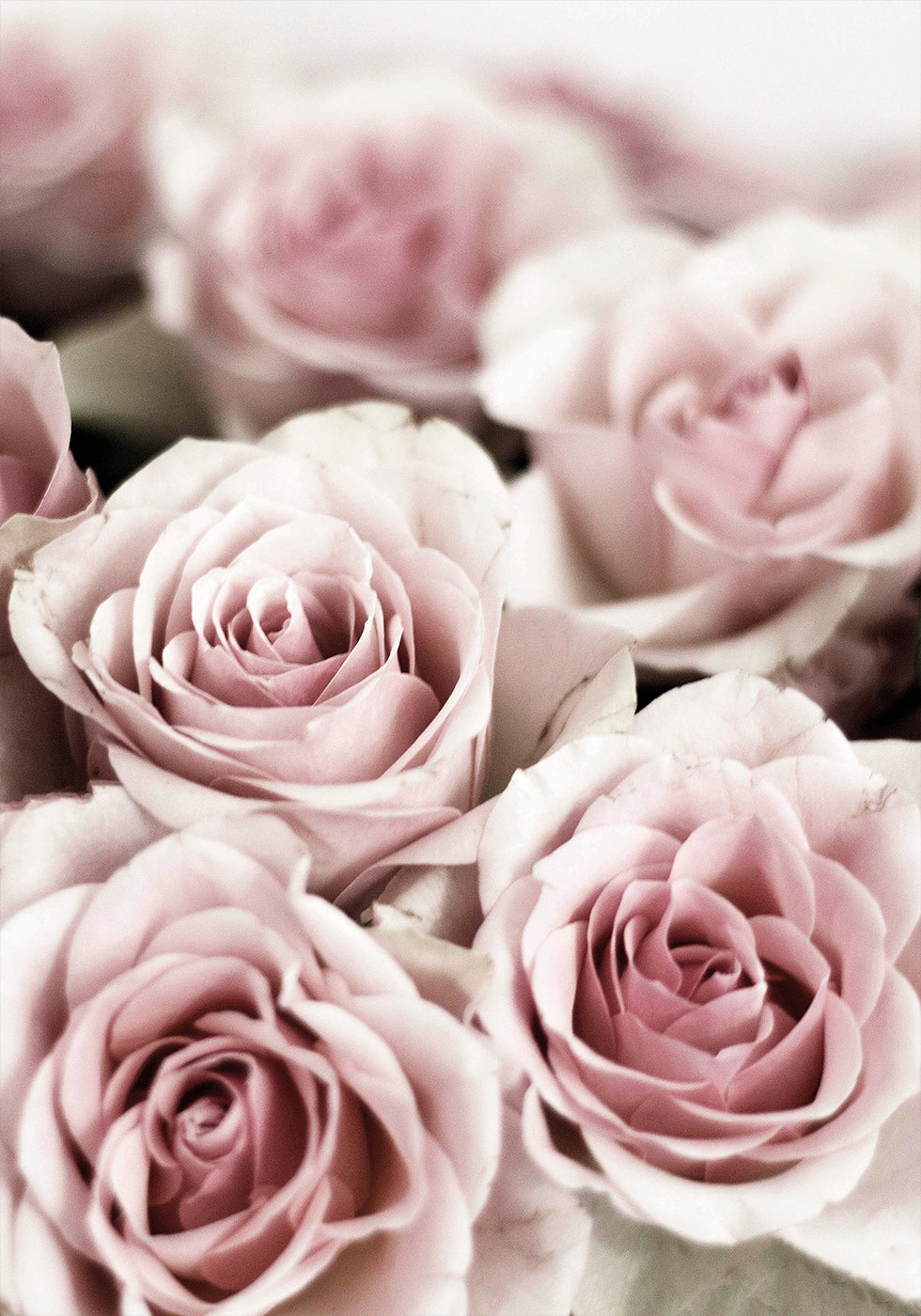 Soft Pink Roses Poster