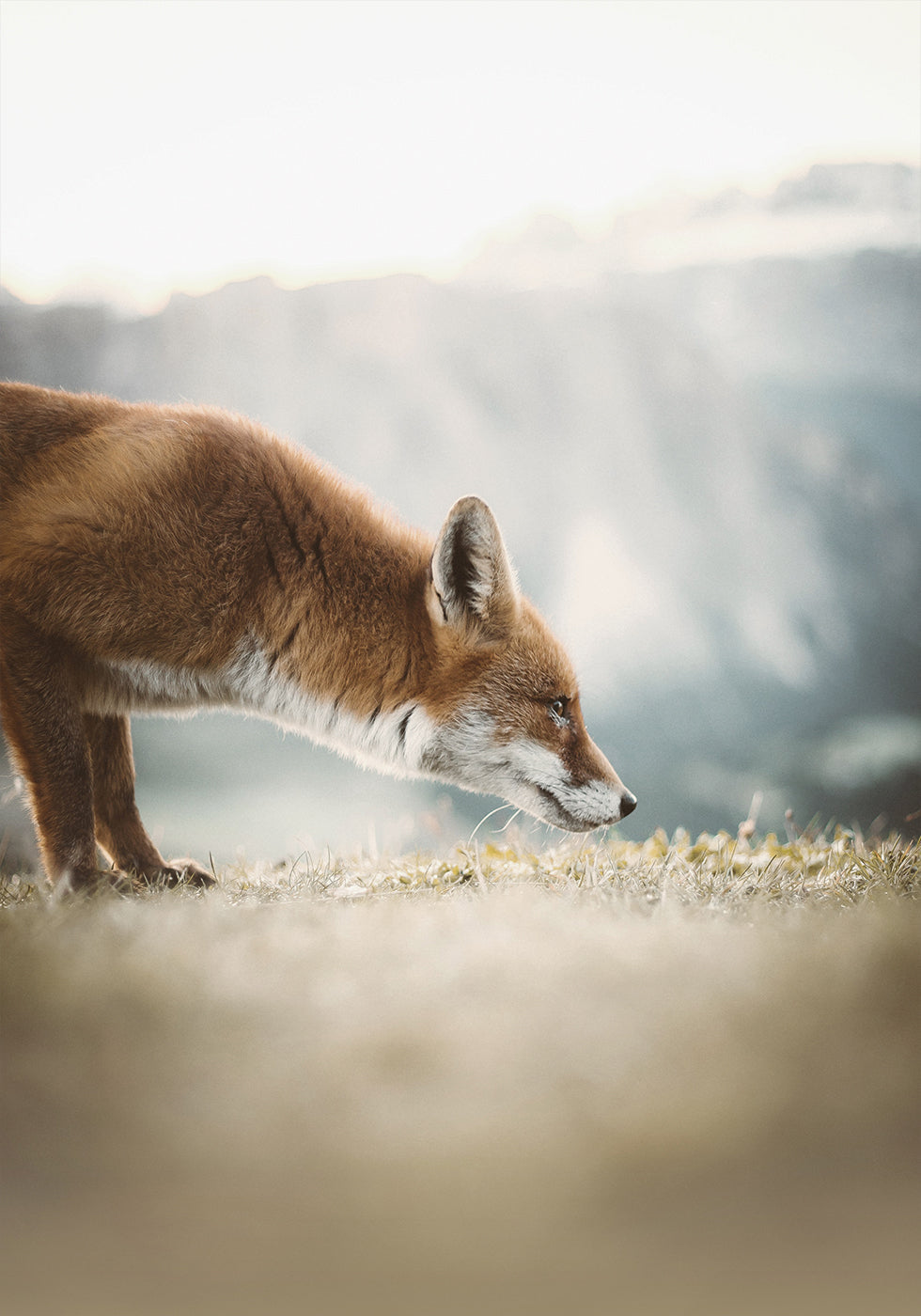 Curious Fox Poster