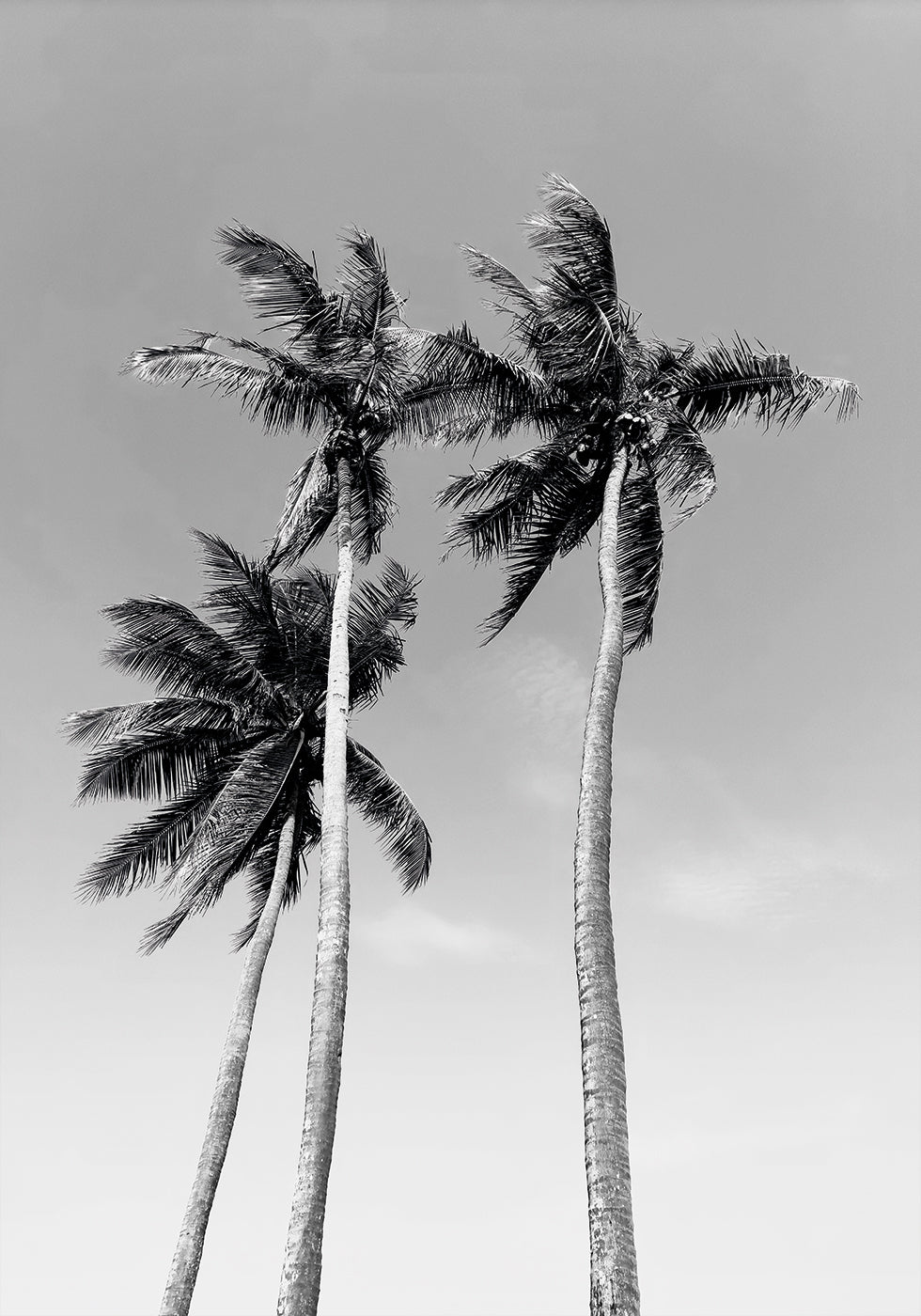 Three Palm Trees Poster