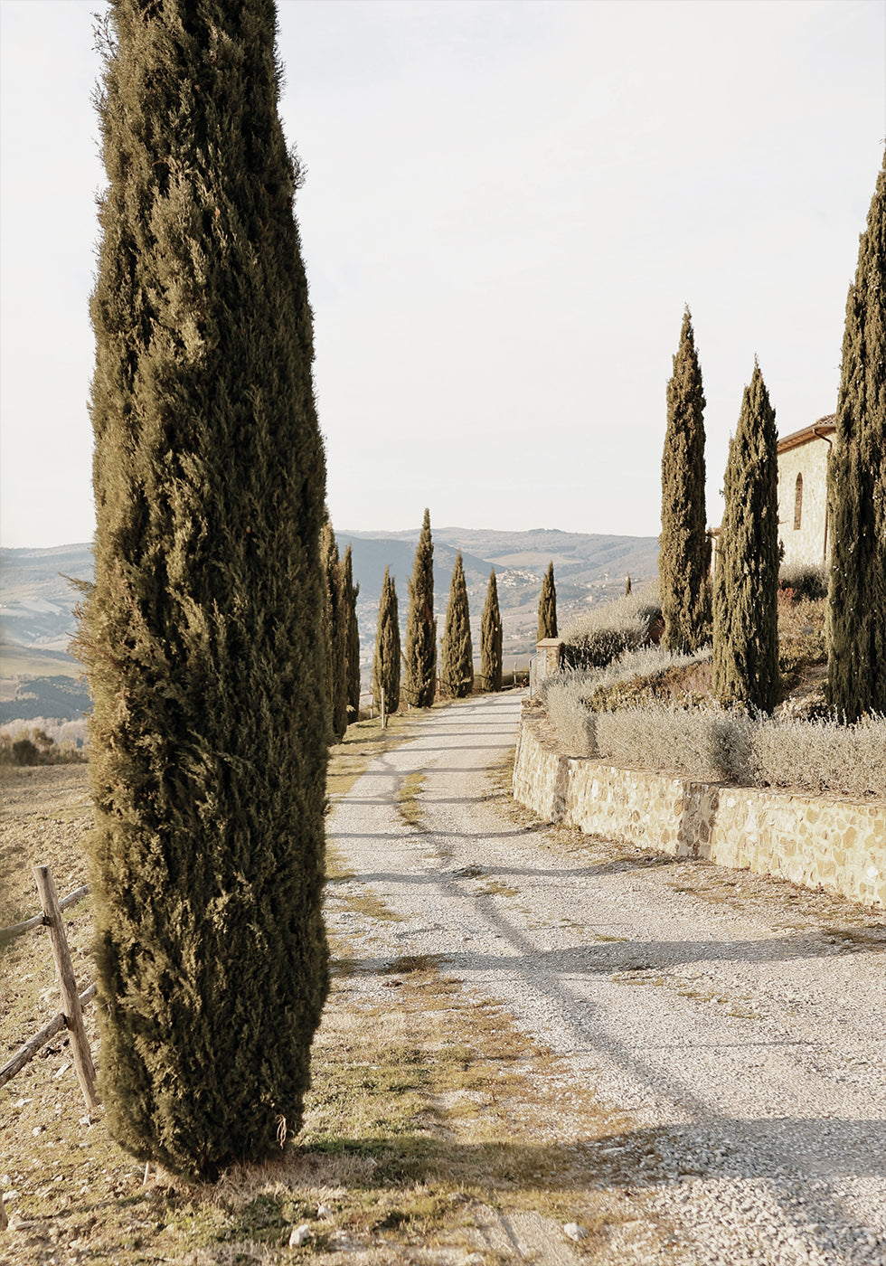 Tuscan Cypress Path Poster