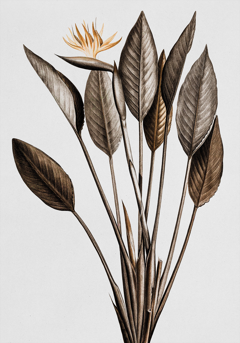 Vintage Bird of Paradise Poster