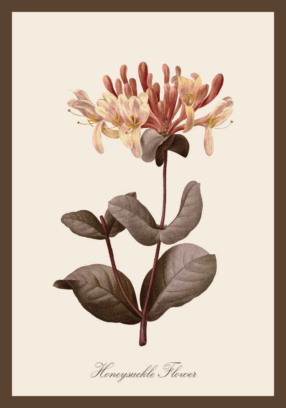 Vintage Honeysuckle Flower Poster