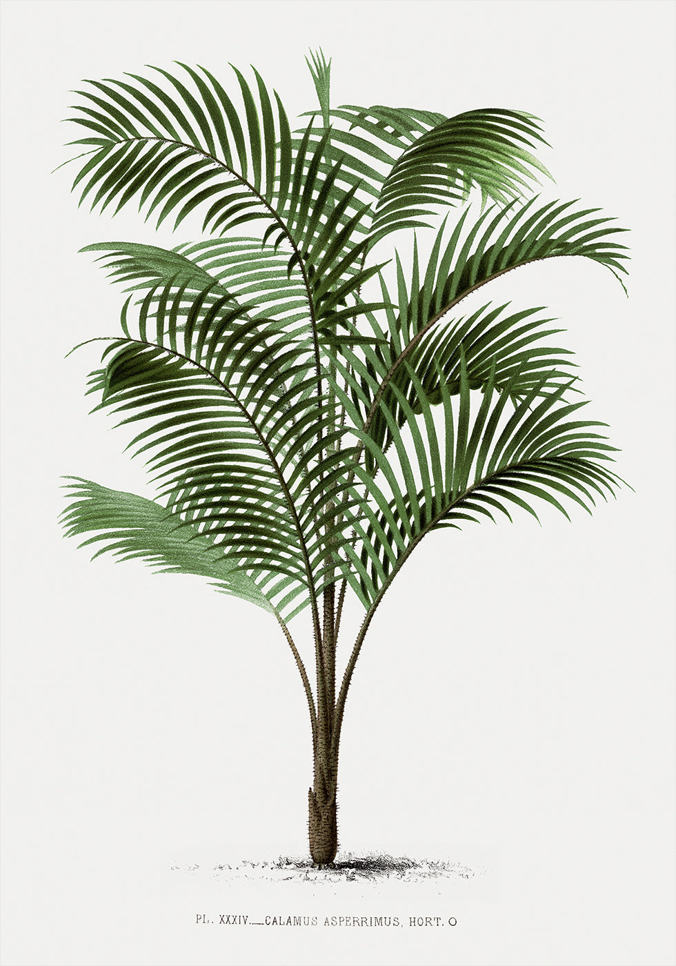 Vintage Palm Tree No. 2 Poster