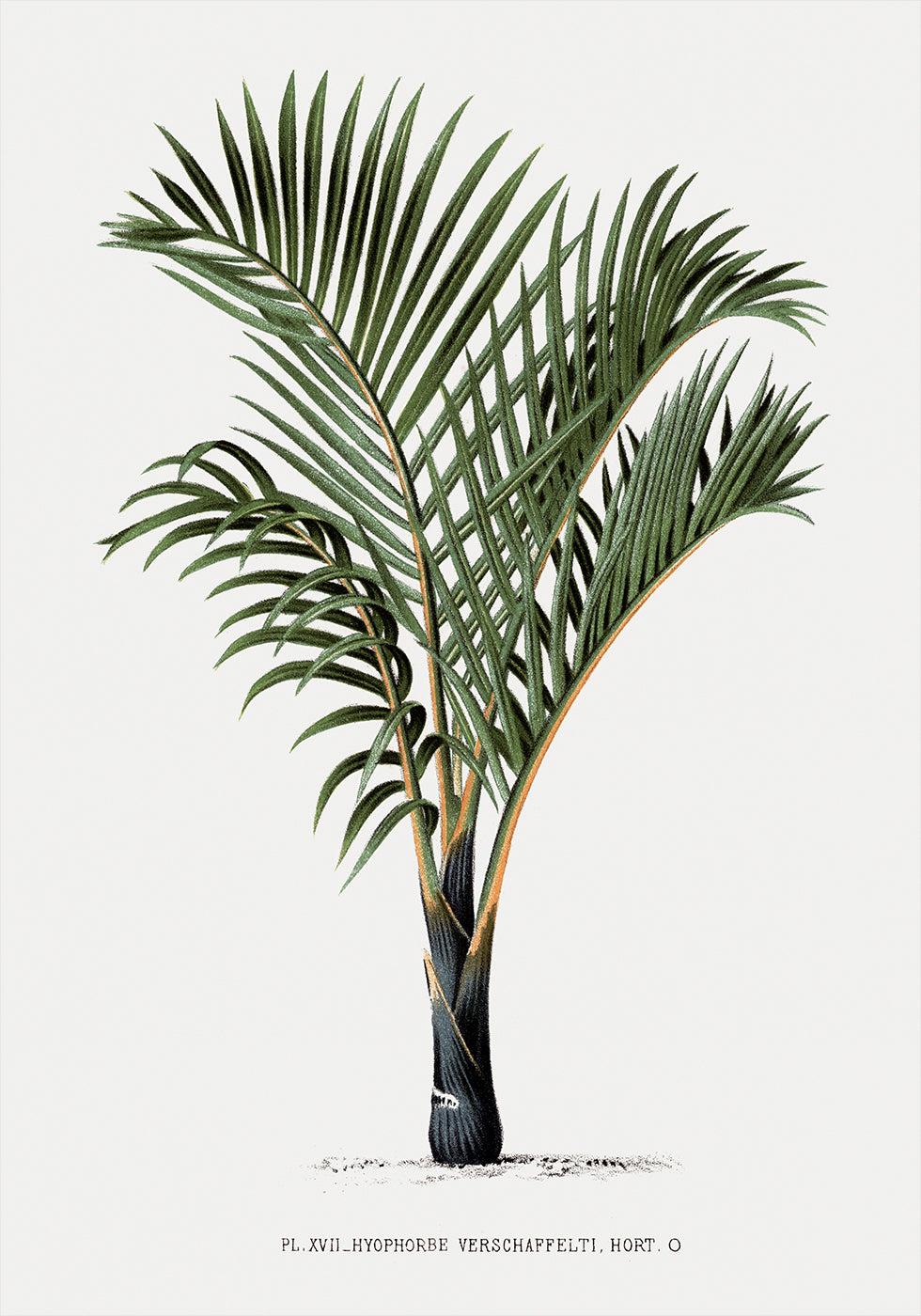 Vintage Palm Tree No. 3 Poster